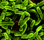 Bacteria